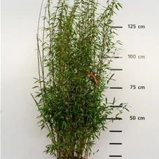 Fargesia 'Jiuzhaigou Bonfire®', C 30 125- 150