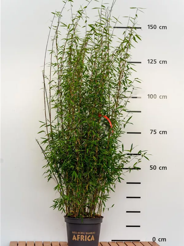 Gartenbambus 'Jiuzhaigou Bonfire ®' - Fargesia 'Jiuzhaigou Bonfire®'