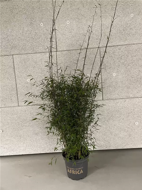 Fargesia 'Jiuzhaigou Ruby Black Badger'