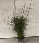 Gartenbambus 'Ruby Black Badger'® - Fargesia 'Jiuzhaigou Ruby Black Badger'