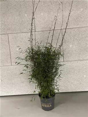 Gartenbambus 'Ruby Black Badger'® - Fargesia 'Jiuzhaigou Ruby Black Badger'