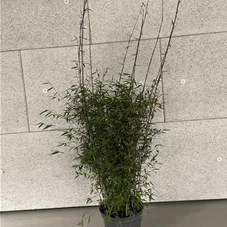 Fargesia 'Jiuzhaigou Ruby Black Badger', C 7,5 60- 80