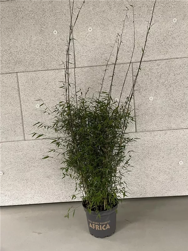 Fargesia 'Jiuzhaigou Ruby Black Badger'