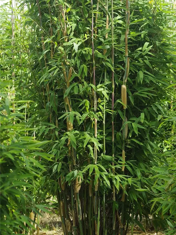 Fargesia 'Maasai'