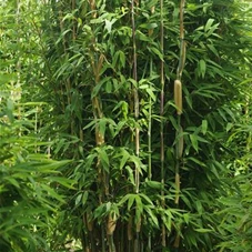 Fargesia 'Maasai', mDb 200- 250