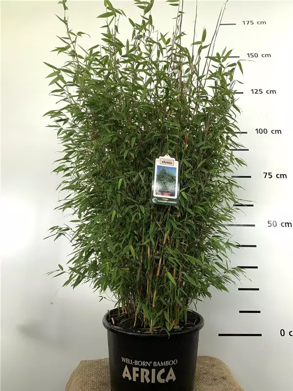 Fargesia 'Malachite Monkey'