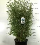 Gartenbambus 'Malachite Monkey'® - Fargesia 'Malachite Monkey'