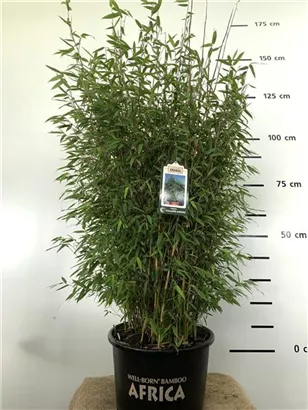 Gartenbambus 'Malachite Monkey'® - Fargesia 'Malachite Monkey'