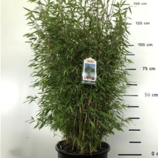 Fargesia 'Malachite Monkey', mDb 125- 150