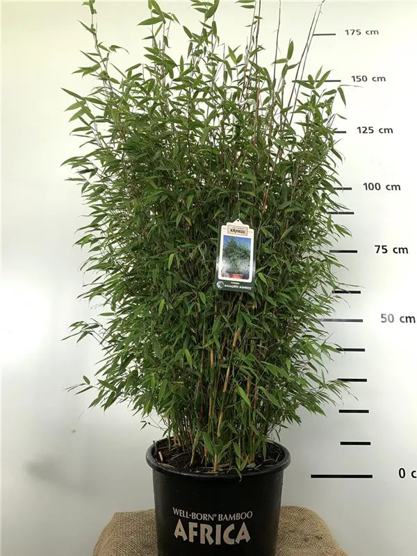 Fargesia 'Malachite Monkey'