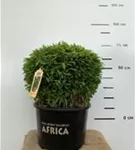 Gartenbambus 'Moontears'® - Fargesia 'Moontears'