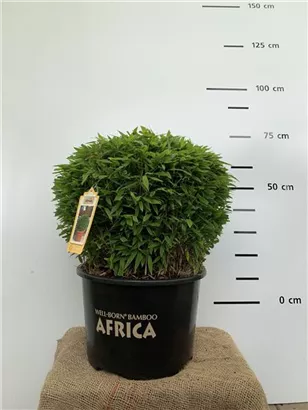 Gartenbambus 'Moontears'® - Fargesia 'Moontears'