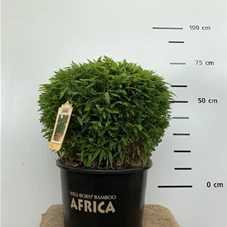 Fargesia 'Moontears', C 20 40- 50