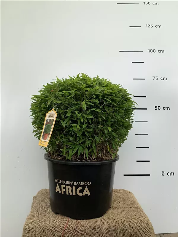 Fargesia 'Moontears'