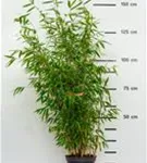 Gartenbambus 'Pink Okapi'® - Fargesia 'Pink Okapi'