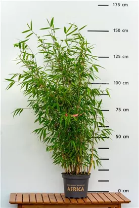 Gartenbambus 'Pink Okapi'® - Fargesia 'Pink Okapi'