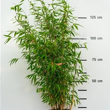 Fargesia 'Pink Okapi', C 30 125- 150