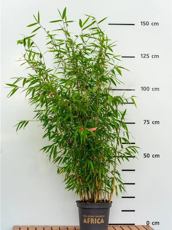 Fargesia 'Pink Okapi'