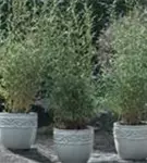 Gartenbambus - Fargesia Jiuzhaigou 'Honey Guide'