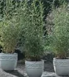 Gartenbambus - Fargesia Jiuzhaigou 'Honey Guide'