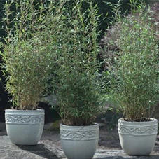 Fargesia Jiuzhaigou 'Honey Guide', C 7,5 80- 100