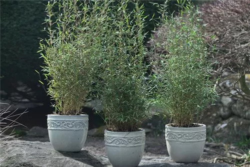 Gartenbambus - Fargesia Jiuzhaigou 'Honey Guide'