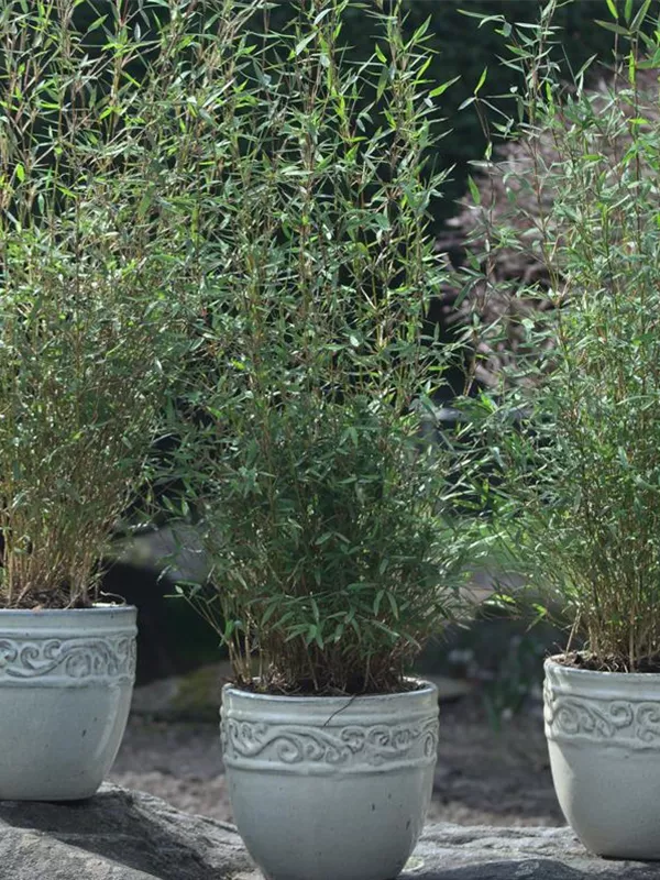 Gartenbambus - Fargesia Jiuzhaigou 'Honey Guide'