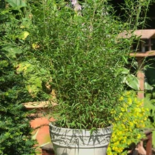 Fargesia Jiuzhaigou 'Honey Guide', C 7,5 60- 80