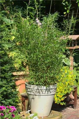 Gartenbambus - Fargesia Jiuzhaigou 'Honey Guide'