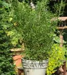 Gartenbambus - Fargesia Jiuzhaigou 'Honey Guide'