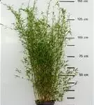 Gartenbambus - Fargesia Jiuzhaigou 'Honey Guide'