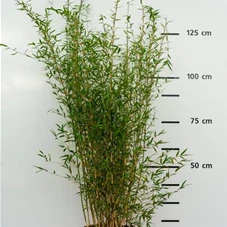 Fargesia Jiuzhaigou 'Honey Guide', C 30 125- 150