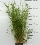 Gartenbambus - Fargesia Jiuzhaigou 'Honey Guide'