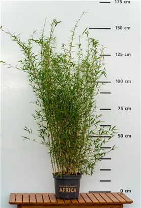 Gartenbambus - Fargesia Jiuzhaigou 'Honey Guide'