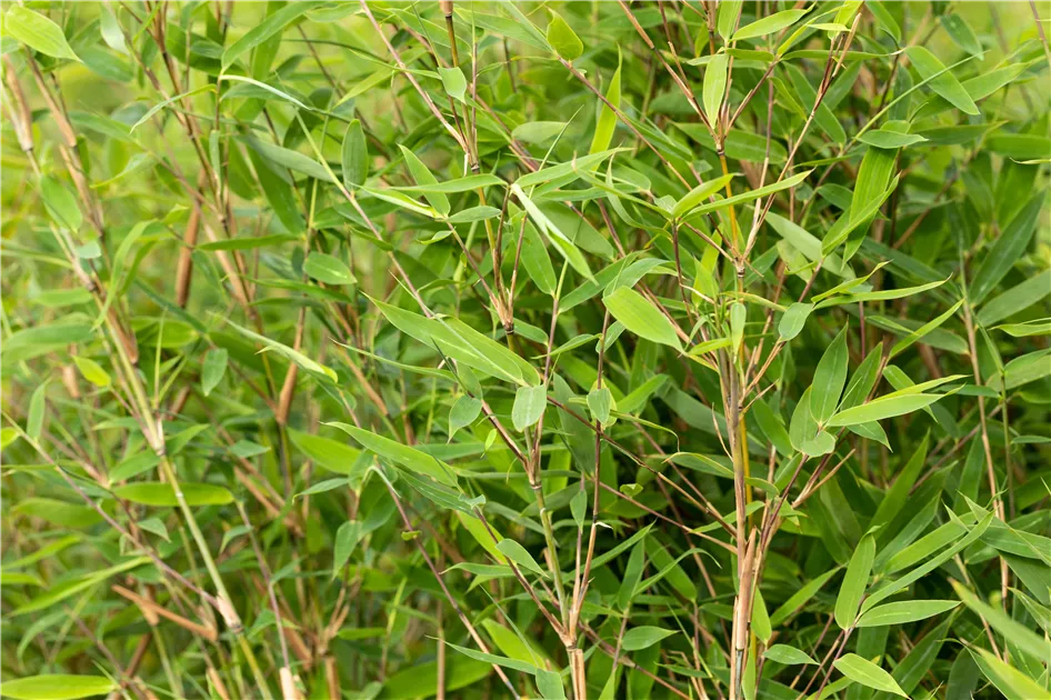 Fargesia 'Dogon Dreams' - Semper Verde Pflanzenzentrum Ullmer GbR