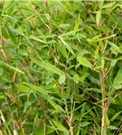 Gartenbambus 'Dogon Dreams'® - Fargesia 'Dogon Dreams'