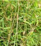 Gartenbambus 'Dogon Dreams'® - Fargesia 'Dogon Dreams'