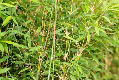 Gartenbambus 'Dogon Dreams'® - Fargesia 'Dogon Dreams'