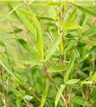 Gartenbambus 'Dogon Dreams'® - Fargesia 'Dogon Dreams'