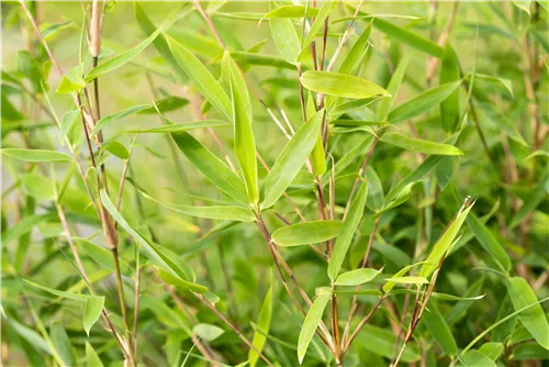 Gartenbambus 'Dogon Dreams'® - Fargesia 'Dogon Dreams'