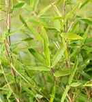 Gartenbambus 'Dogon Dreams'® - Fargesia 'Dogon Dreams'