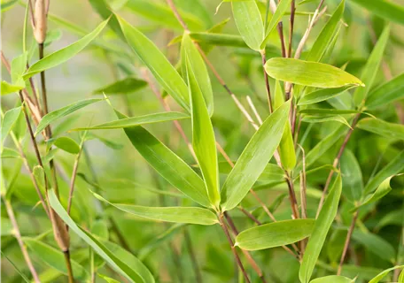 Fargesia 'Dogon Dreams' - Gartenbambus 'Dogon Dreams'®