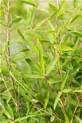 Gartenbambus 'Dogon Dreams'® - Fargesia 'Dogon Dreams'