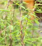 Gartenbambus 'Jiuzhaigou Bonfire'® - Fargesia 'Jiuzhaigou Bonfire®'