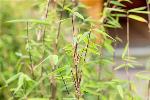 Gartenbambus 'Jiuzhaigou Bonfire'® - Fargesia 'Jiuzhaigou Bonfire®'
