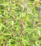 Gartenbambus 'Jiuzhaigou Bonfire'® - Fargesia 'Jiuzhaigou Bonfire®'