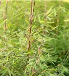 Gartenbambus 'Ruby Black Badger'® - Fargesia 'Jiuzhaigou Ruby Black Badger'