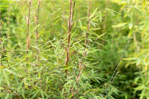 Gartenbambus 'Ruby Black Badger'® - Fargesia 'Jiuzhaigou Ruby Black Badger'