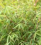 Gartenbambus 'Ruby Black Badger'® - Fargesia 'Jiuzhaigou Ruby Black Badger'