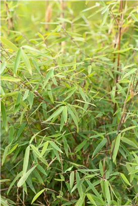 Gartenbambus 'Ruby Black Badger'® - Fargesia 'Jiuzhaigou Ruby Black Badger'